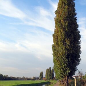 Populus nigra