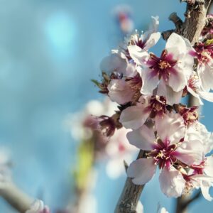 Prunus Amigdalus