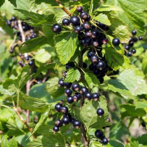 Ribes Nigrum