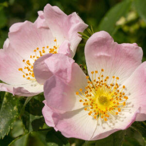 Rosa Canina