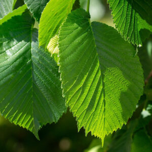 Ulmus Campestris