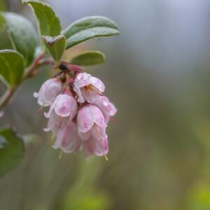 Vaccinium Vitis Idaea