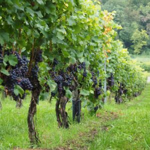 Vitis Vinifera