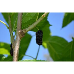 Olea Europea