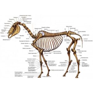 PAIN MEASUREMENT, find out where your horse has discomfort