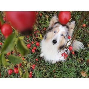 Rose hip powder