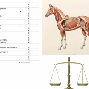Organ balance check Equine
