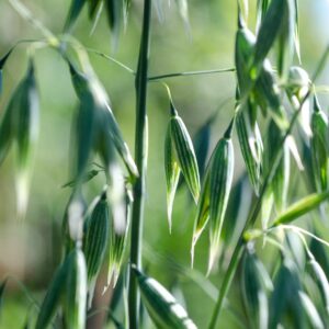 Avena Sativa